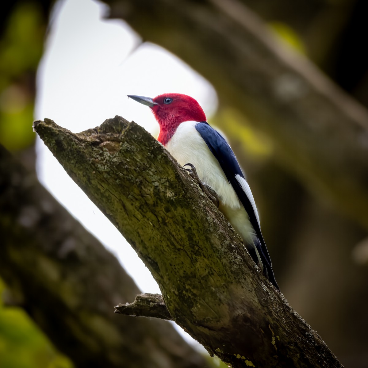 Red-headed Woodpecker - ML574755101