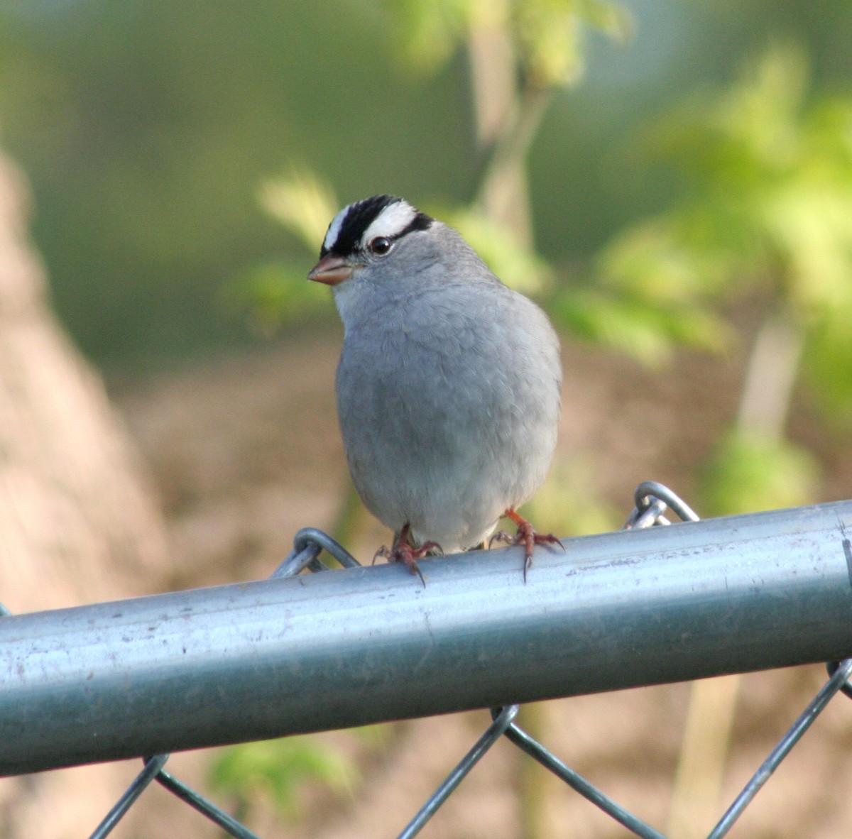 White-crowned Sparrow - ML574756291