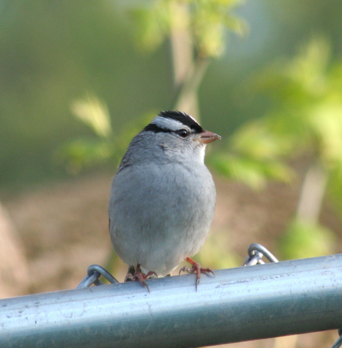 White-crowned Sparrow - ML574756301