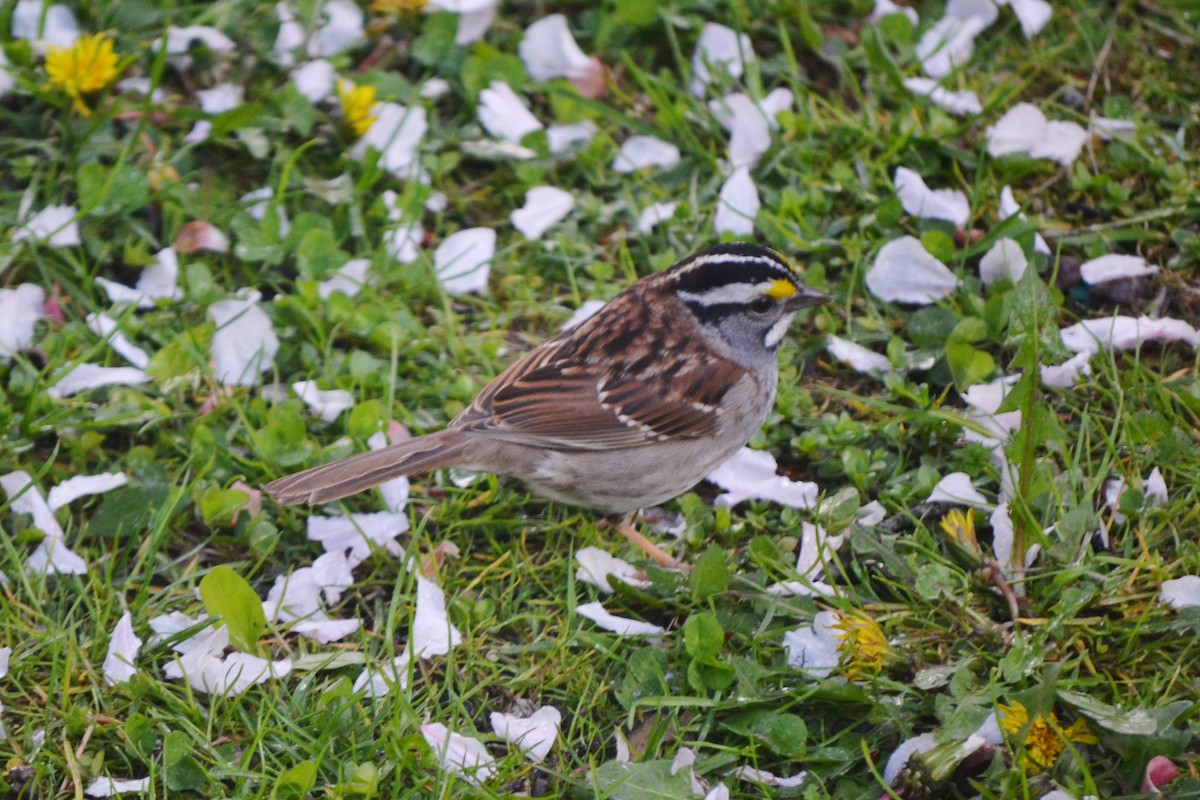 White-throated Sparrow - ML574758281