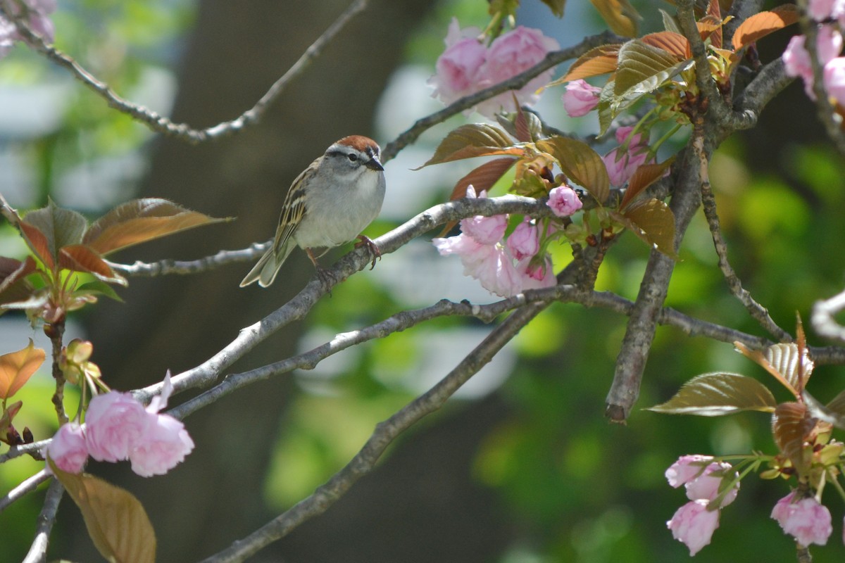 Chipping Sparrow - ML574758371