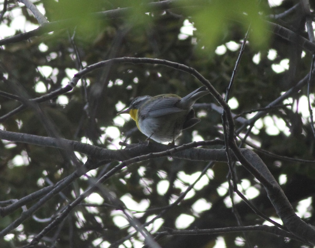 Crescent-chested Warbler - ML574760011