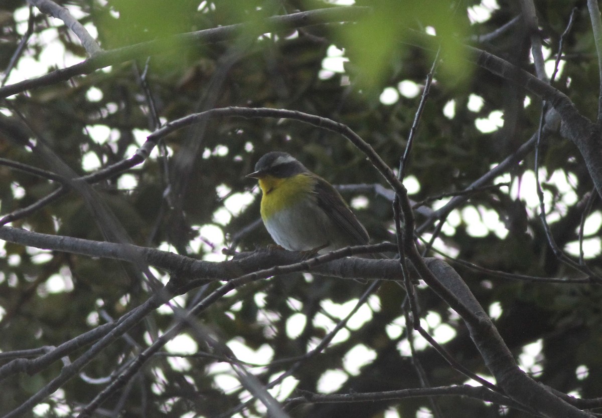 Crescent-chested Warbler - ML574760021
