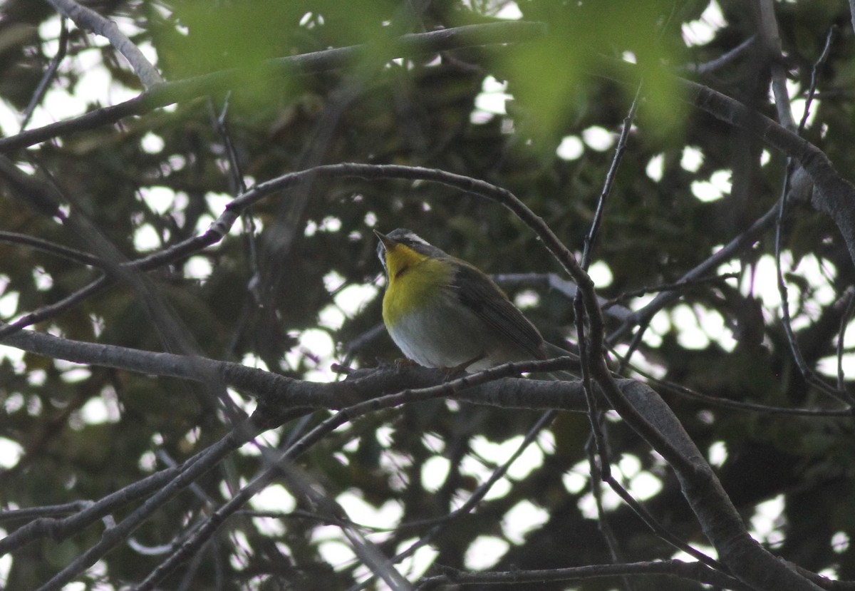 Crescent-chested Warbler - ML574760031