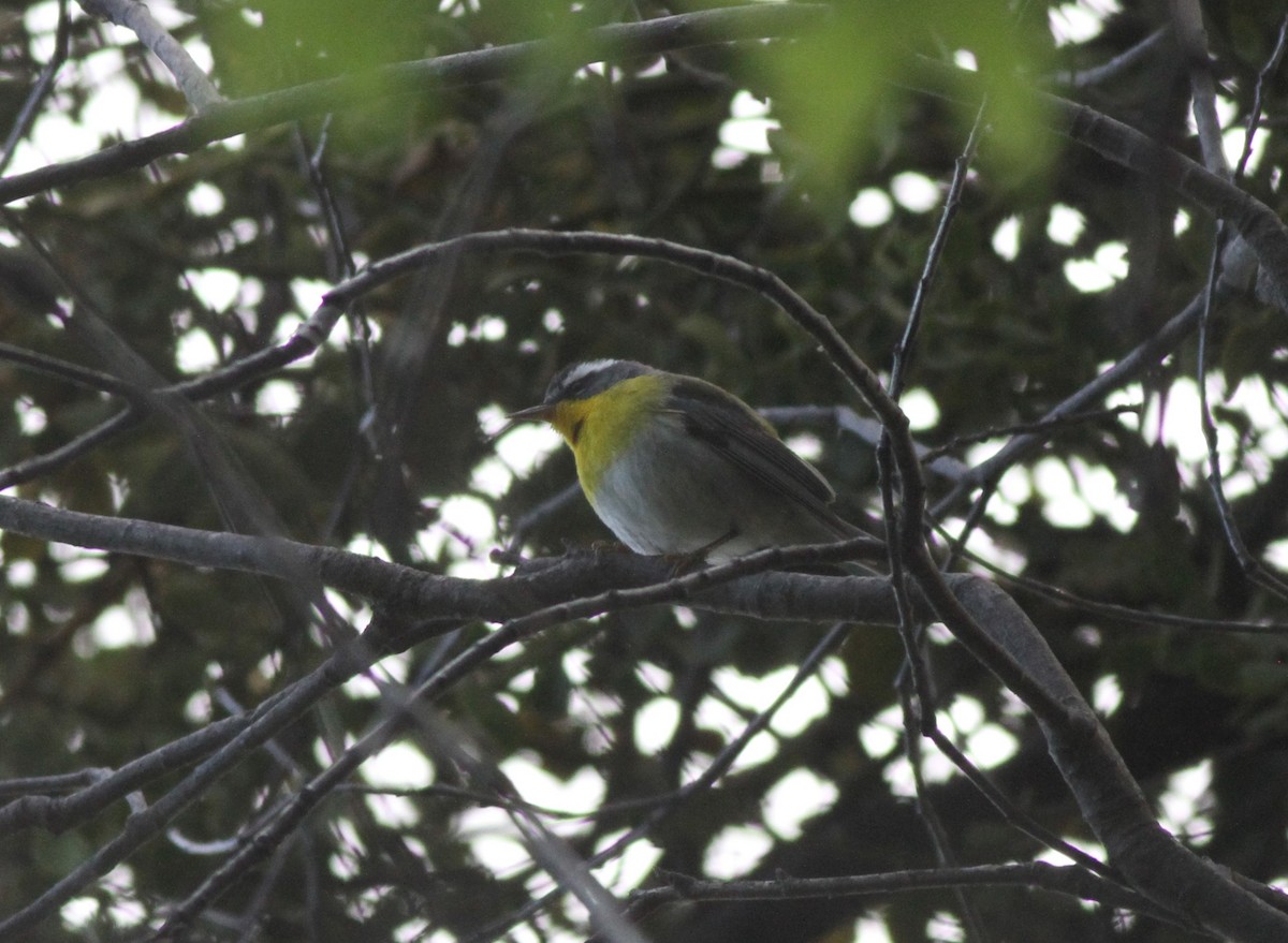 Crescent-chested Warbler - ML574760041