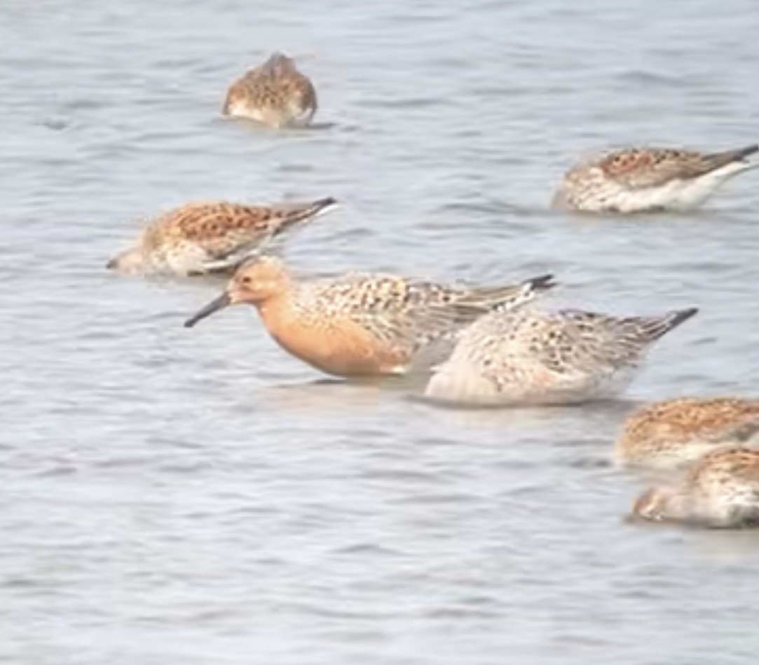 Red Knot - ML574760311