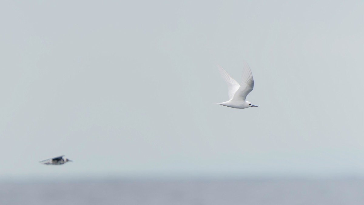 White Tern - ML574761311