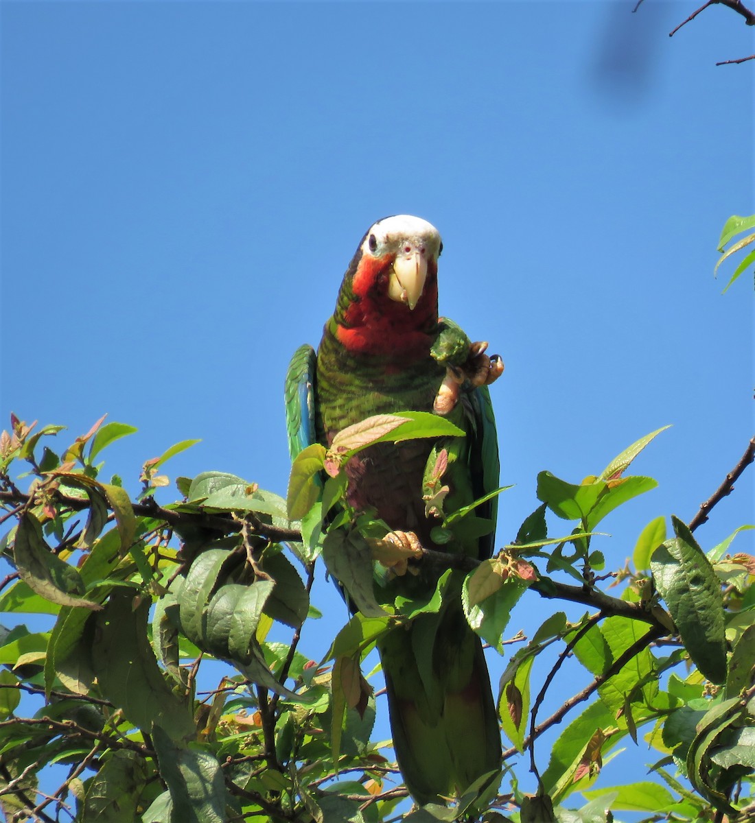 Cuban Parrot (Cuban) - ML574761571