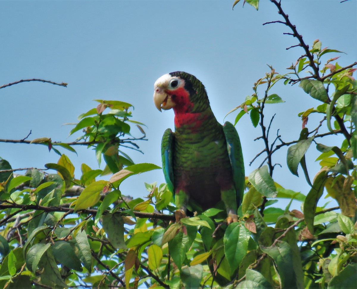 Cuban Parrot (Cuban) - ML574761711