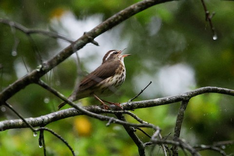 Louisiana Waterthrush - Chris Daly