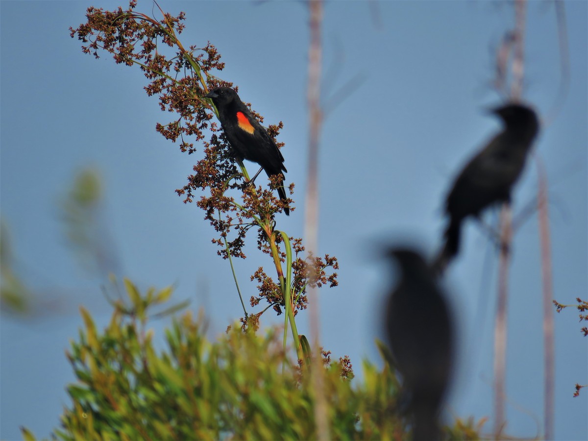 Red-shouldered Blackbird - ML574762441