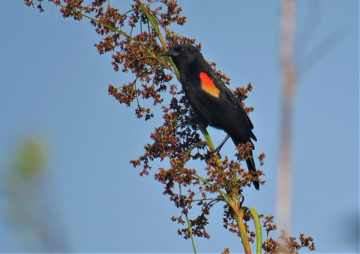 Red-shouldered Blackbird - ML574762501