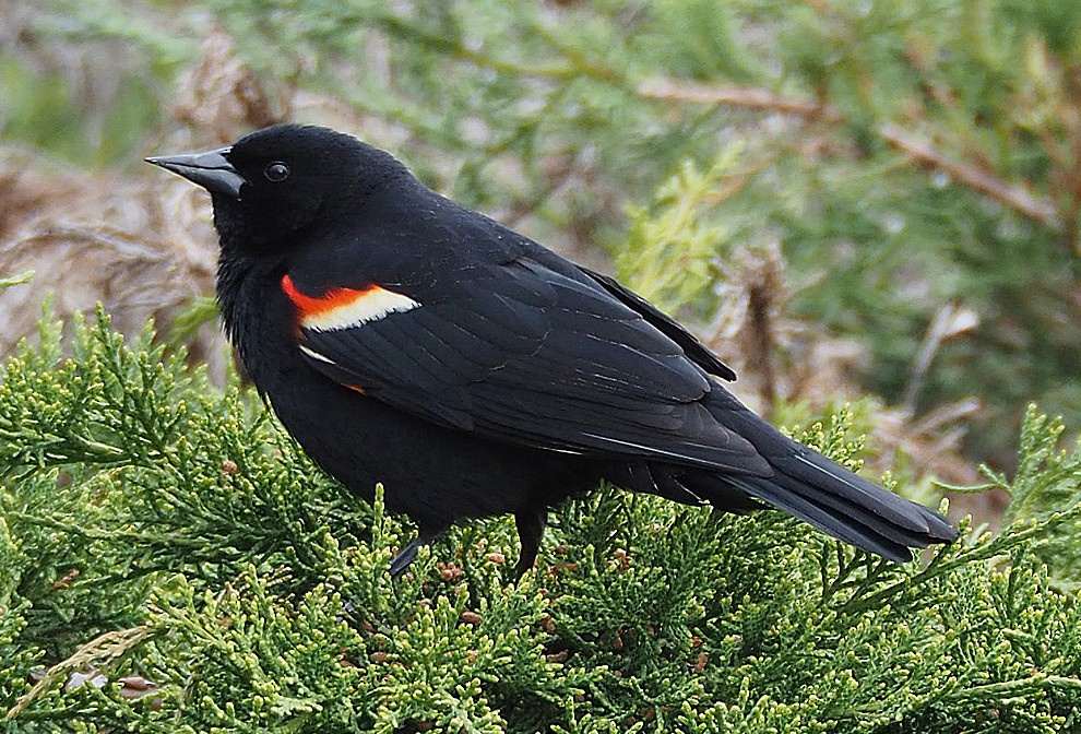 Red-winged Blackbird - Gordon Johnston