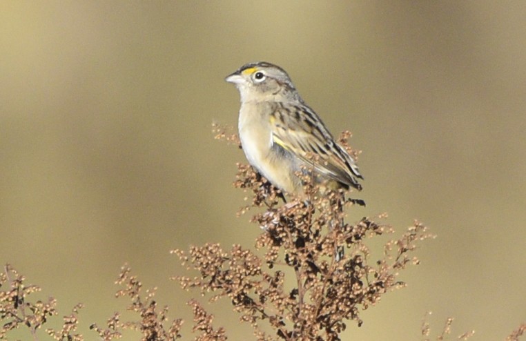 Grassland Sparrow - federico nagel