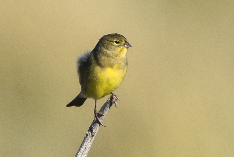 Grassland Yellow-Finch - federico nagel