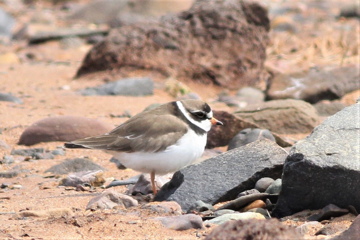Semipalmated Plover - ML574766761