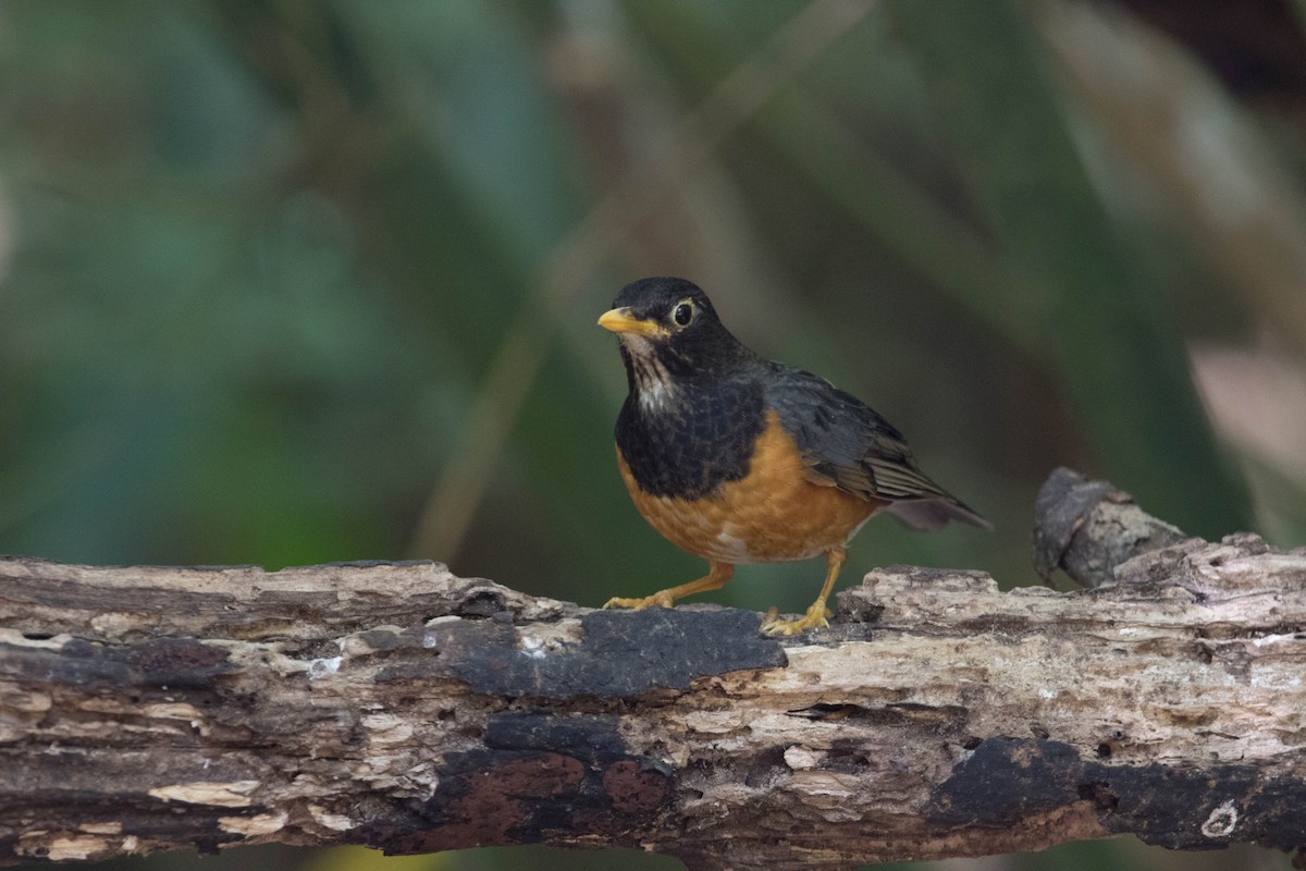 Black-breasted Thrush - ML574767081