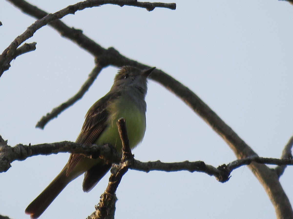 Great Crested Flycatcher - ML574767381