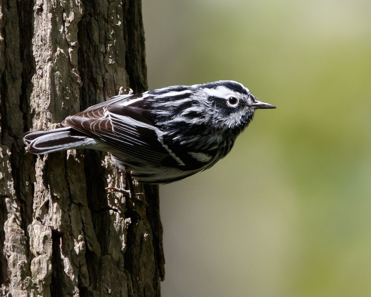 Black-and-white Warbler - Jeff Stacey