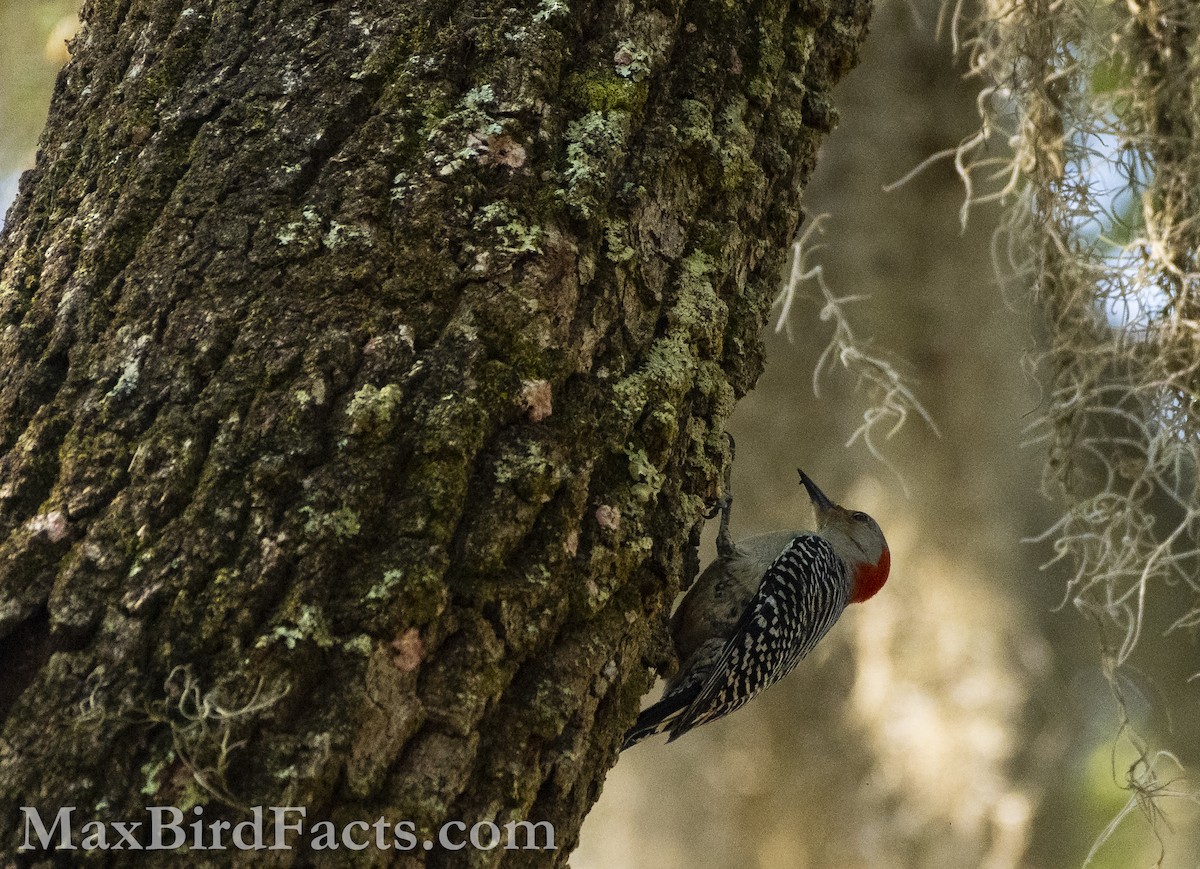 Red-bellied Woodpecker - ML574772991