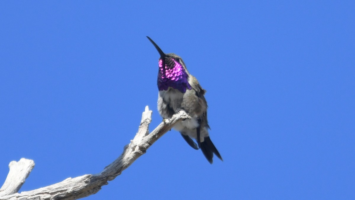 Lucifer Hummingbird - ML574777071