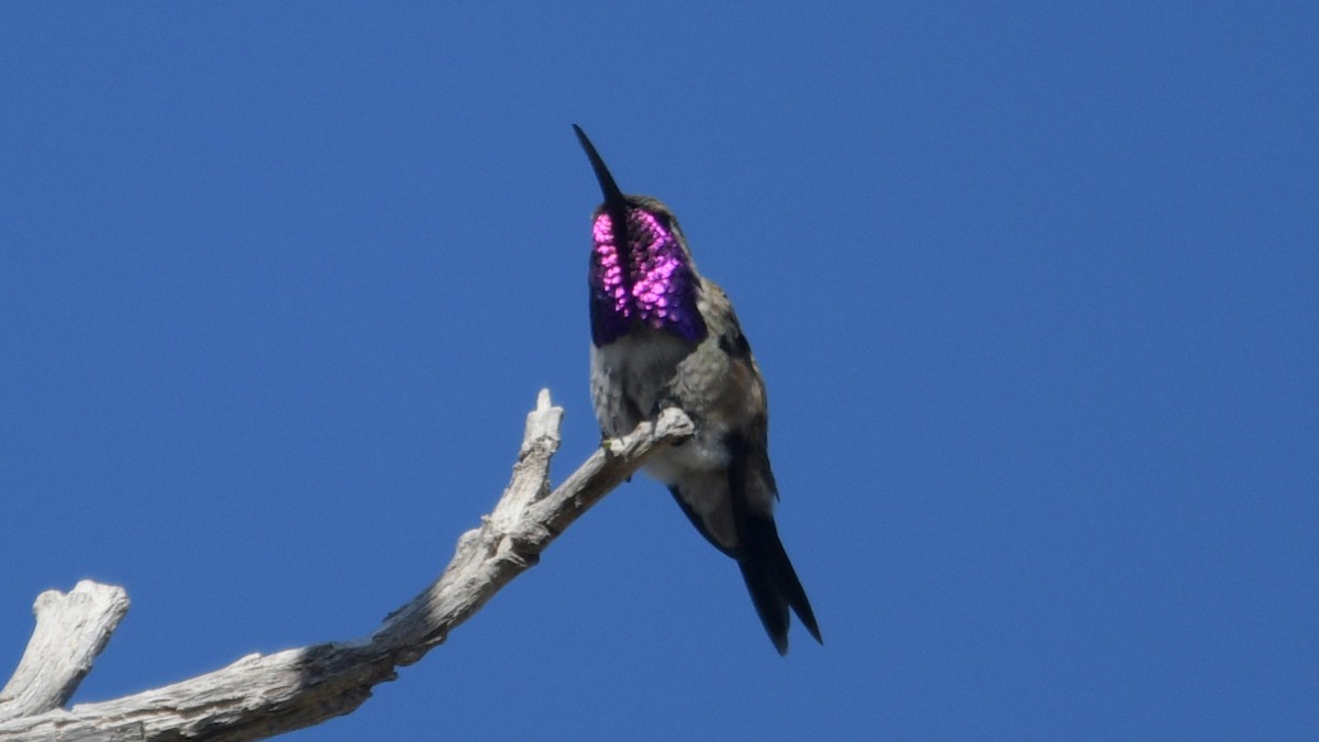 Lucifer Hummingbird - ML574777301