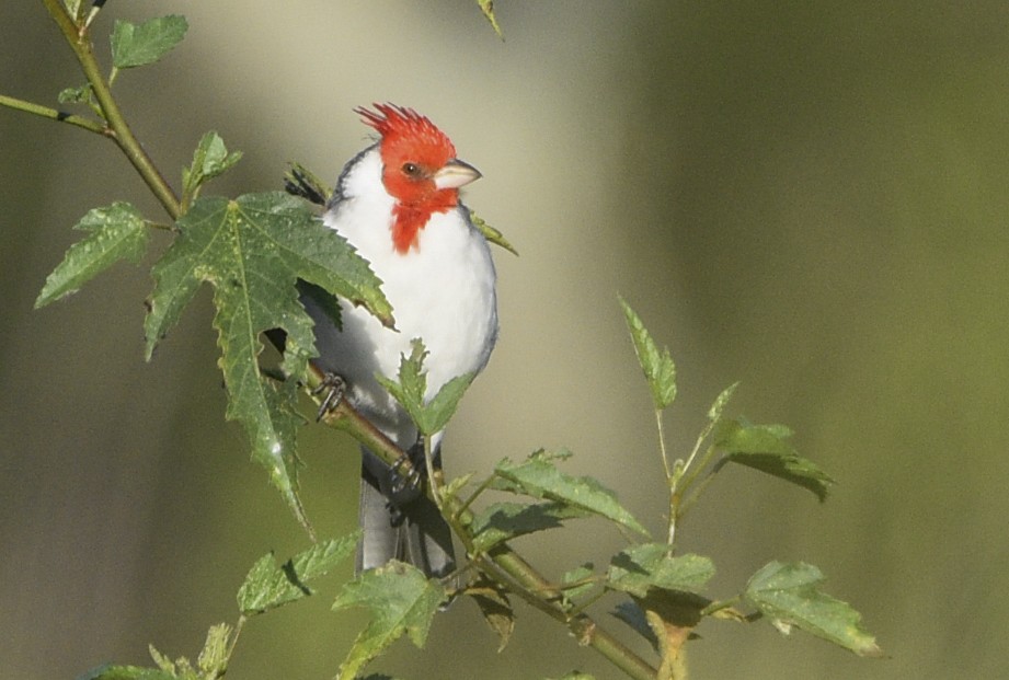 Red-crested Cardinal - ML574778081