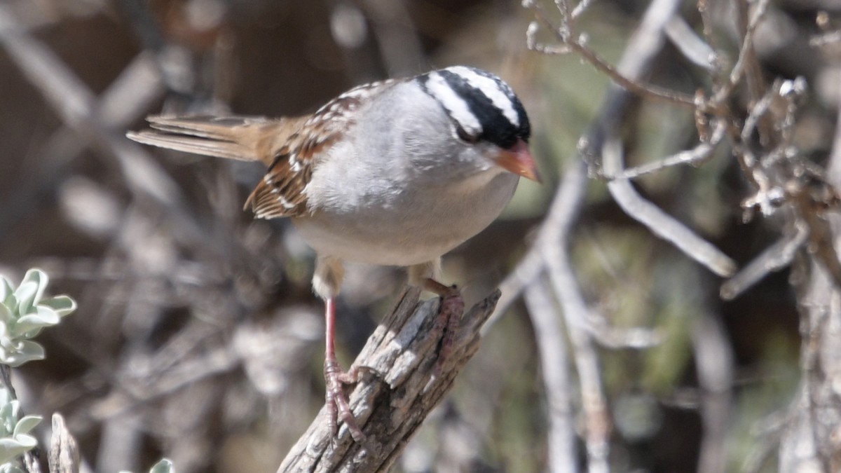 White-crowned Sparrow (Dark-lored) - ML574778551