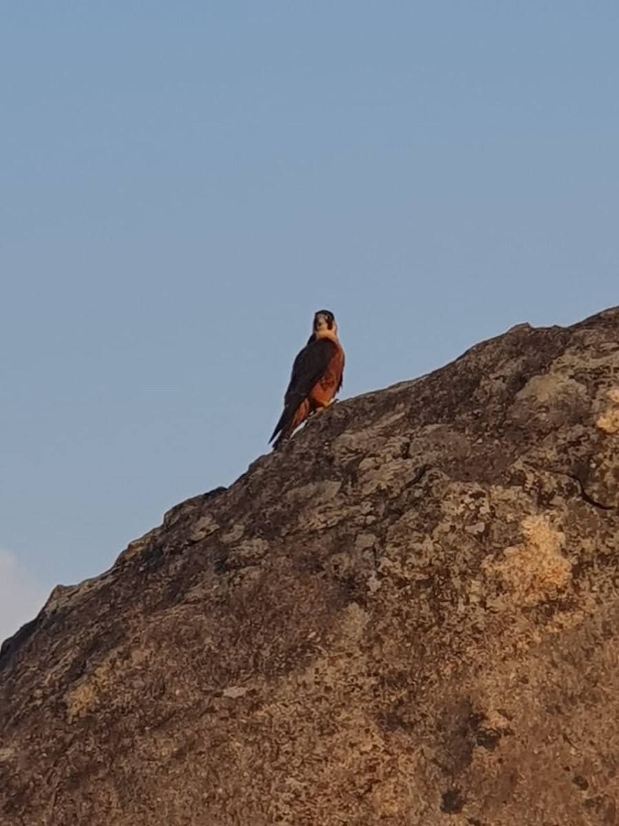 Peregrine Falcon (Shaheen) - ML574779861