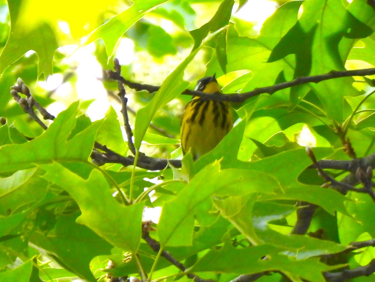 Magnolia Warbler - ML574783851