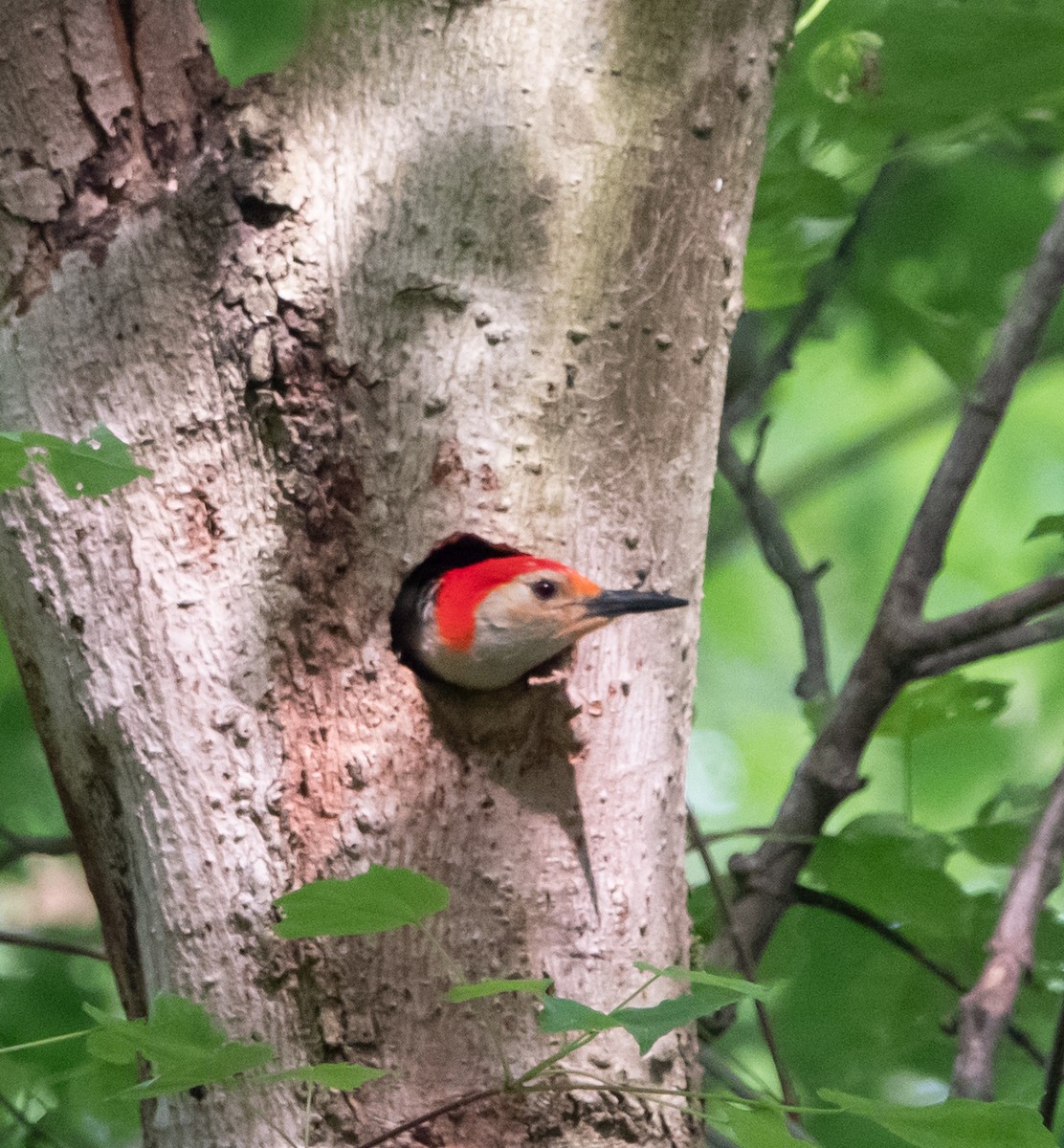 Red-bellied Woodpecker - ML574797041