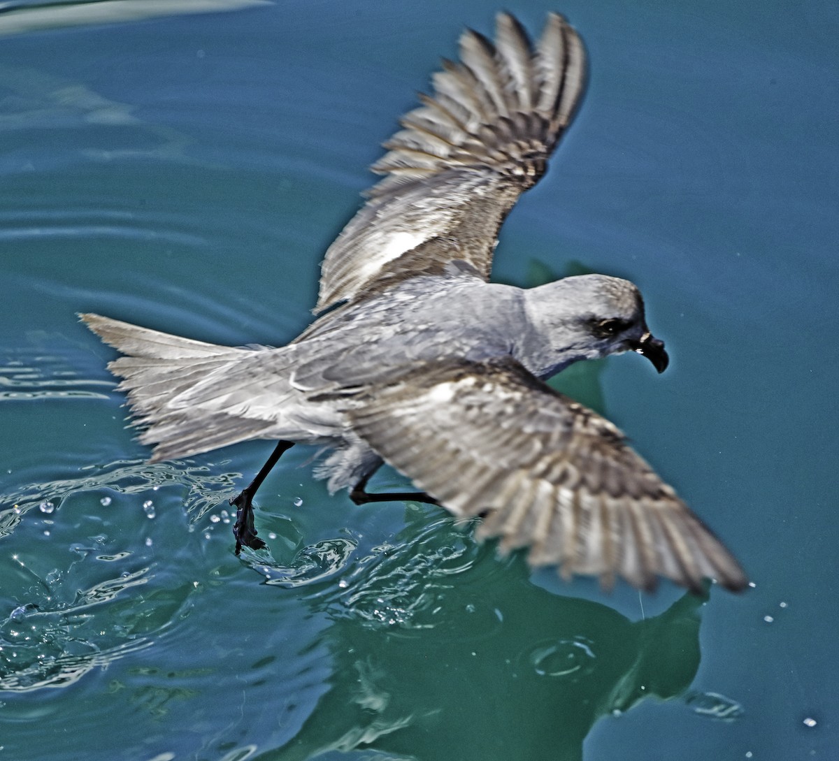 Fork-tailed Storm-Petrel - ML57479801