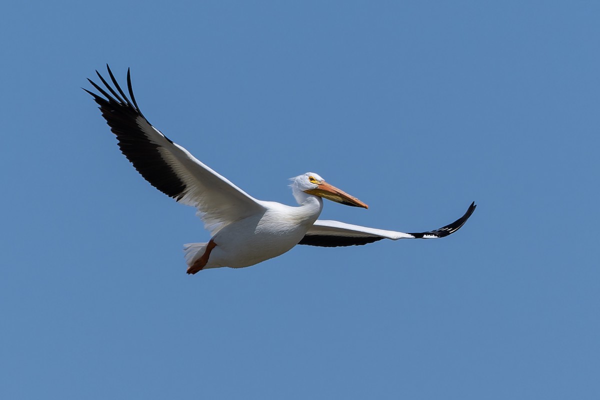 American White Pelican - ML574800591
