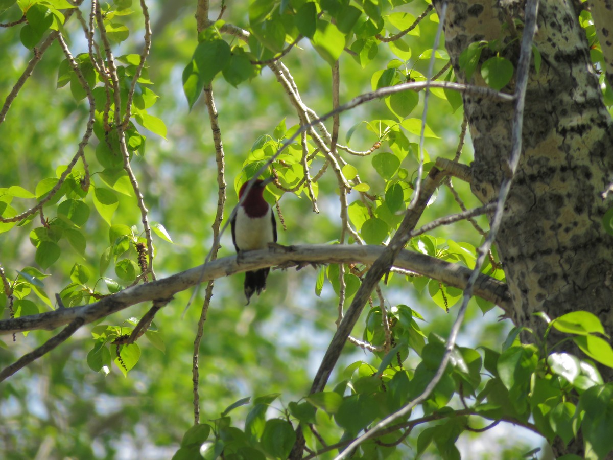 Red-headed Woodpecker - ML574801291