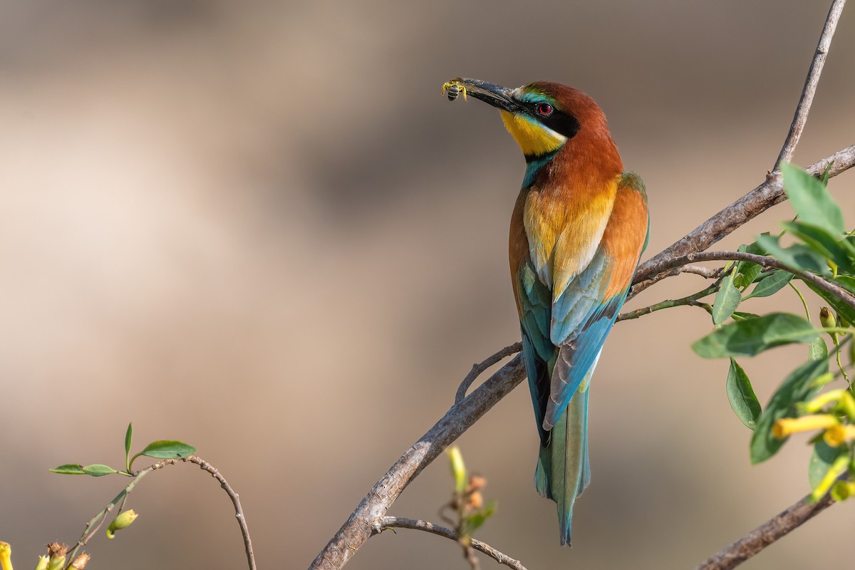 European Bee-eater - ML574807961
