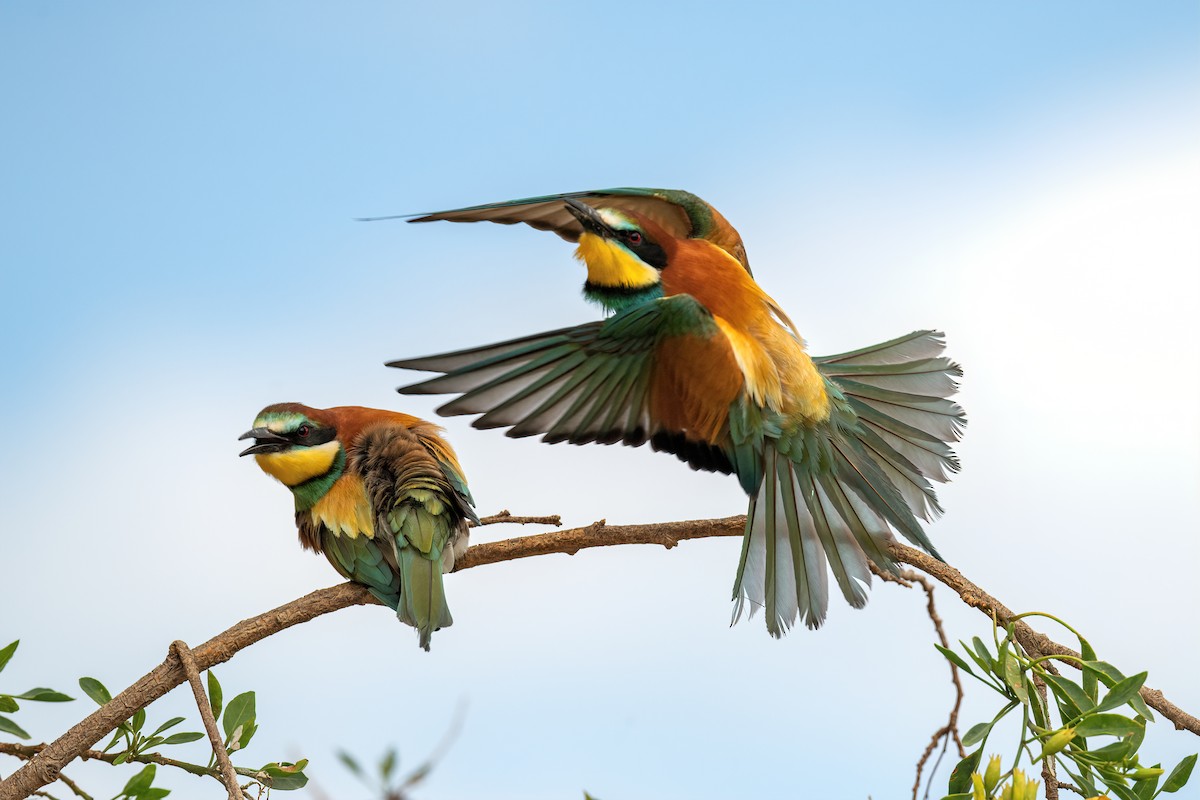 European Bee-eater - ML574808091