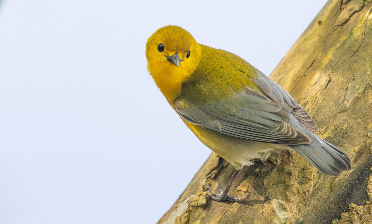 Prothonotary Warbler - ML574808911