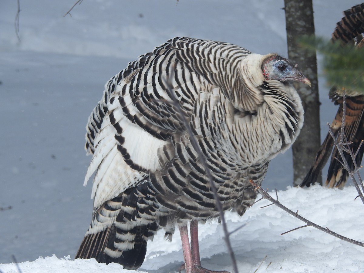 Wild Turkey - Club ornithologique des Hautes-Laurentides