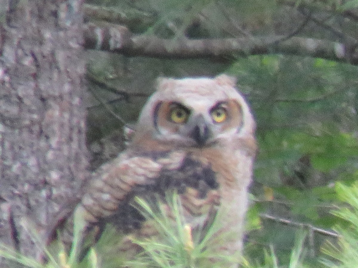 Great Horned Owl - ML574814541