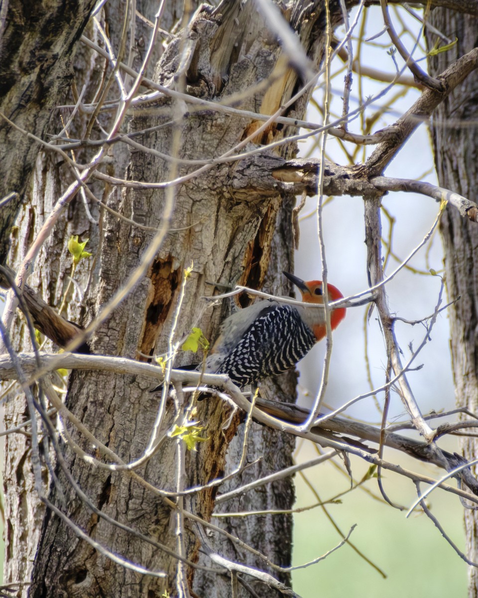Red-bellied Woodpecker - ML574816211