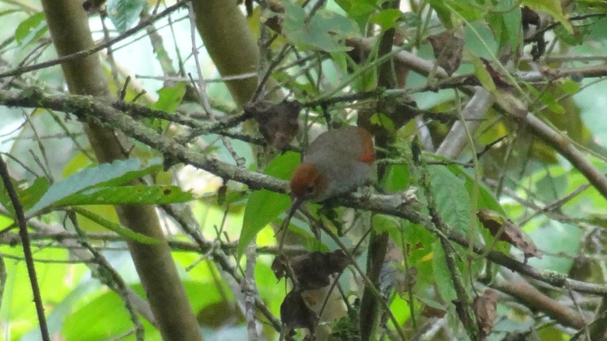 Red-faced Spinetail - ML57481731