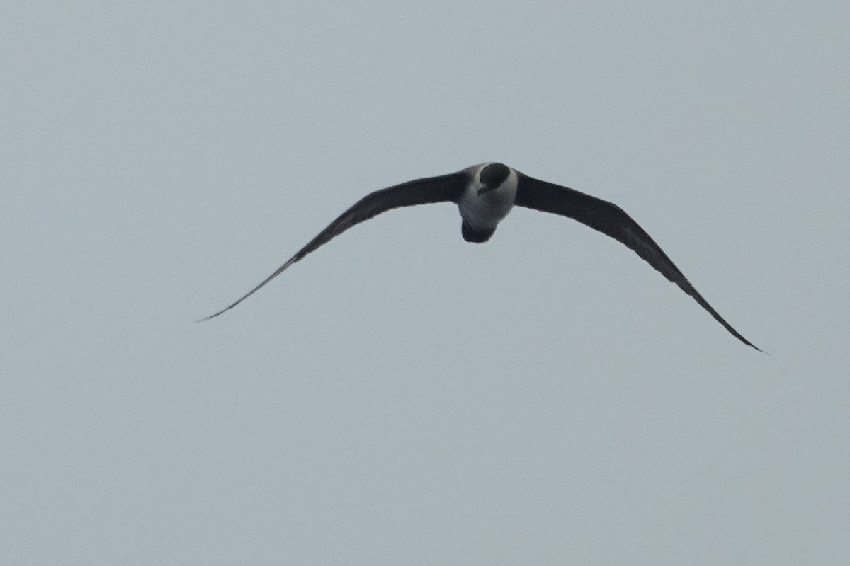 Long-tailed Jaeger - ML574818251