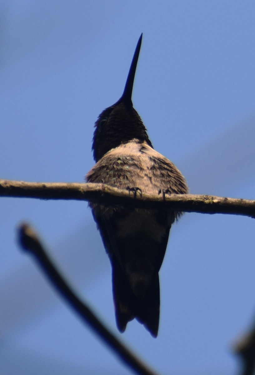 eBird Checklist 20 May 2023 Wood Dale Grove Forest Preserve 42