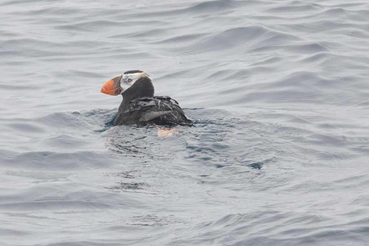 Tufted Puffin - ML574818321