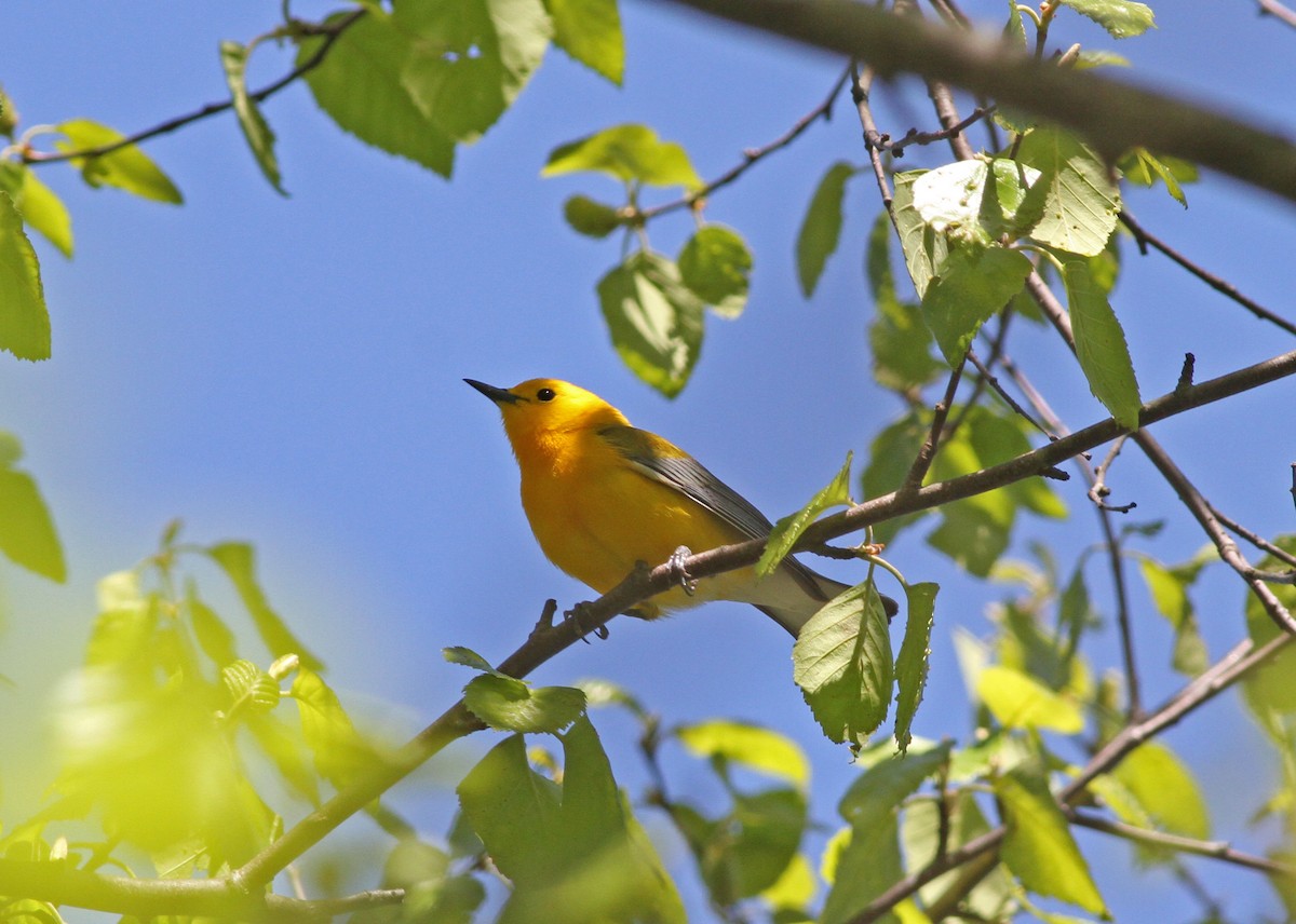 Prothonotary Warbler - Geoffrey A. Williamson