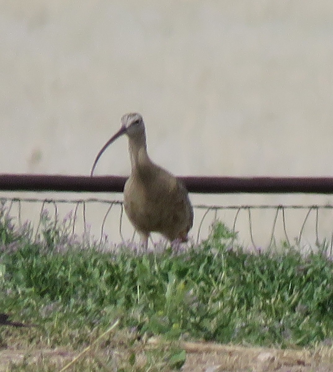Long-billed Curlew - ML57482451