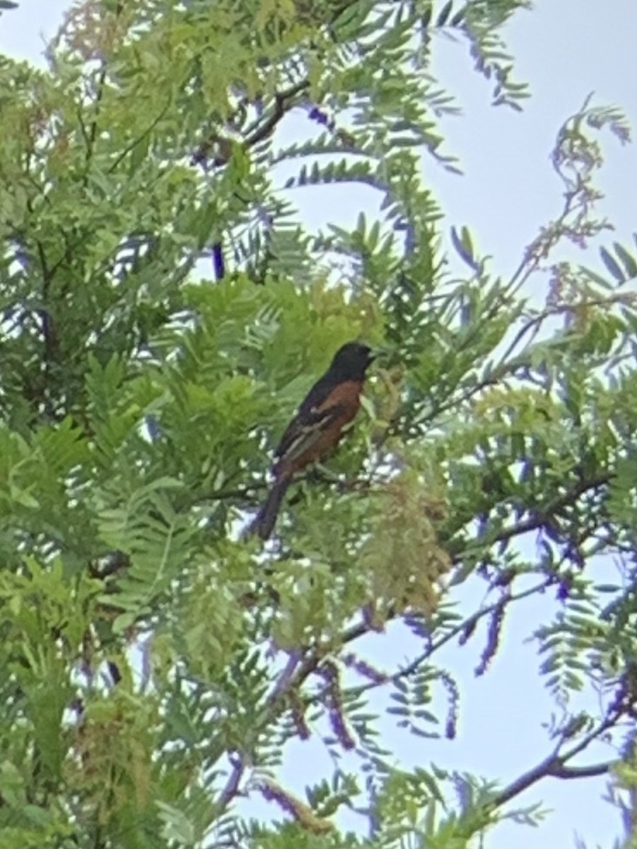 Orchard Oriole - ML574828141