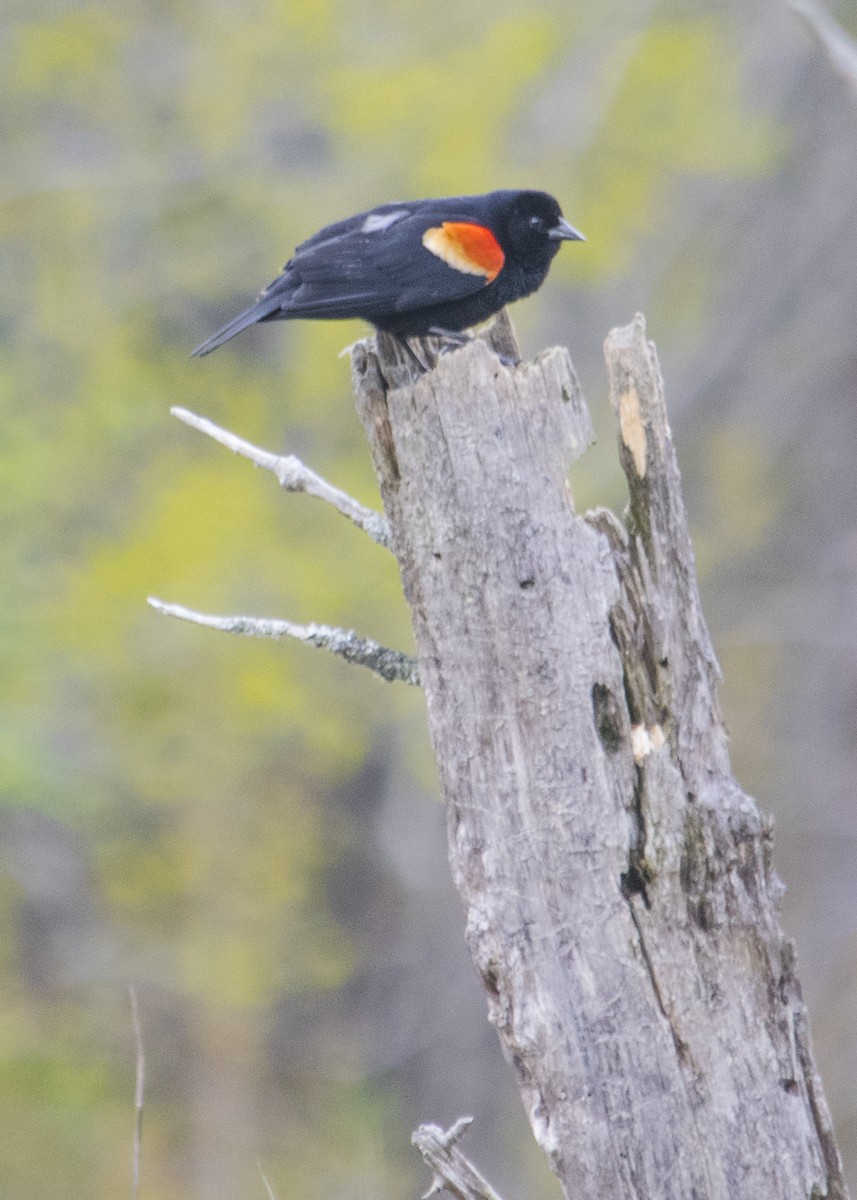 Red-winged Blackbird - ML57482861