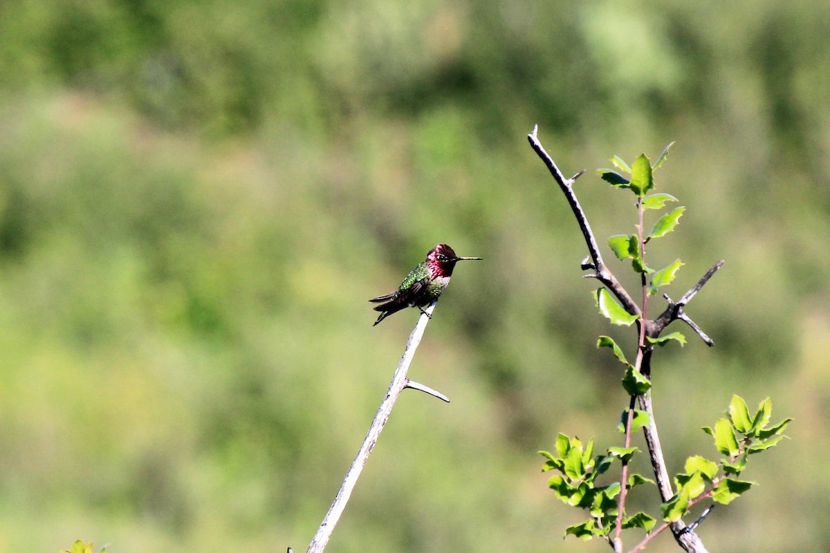 Anna's Hummingbird - ML574830601