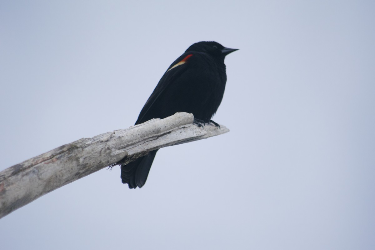 Red-winged Blackbird - Susan Barnard
